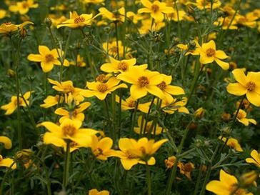 ორგანიზმში პარაზიტების სერია