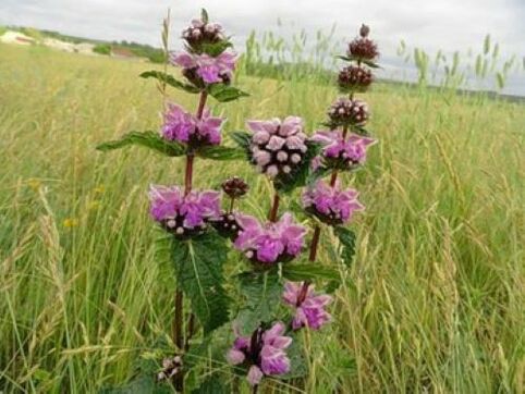 რკინის მადნის მცენარე ორგანიზმში არსებული პარაზიტებისგან