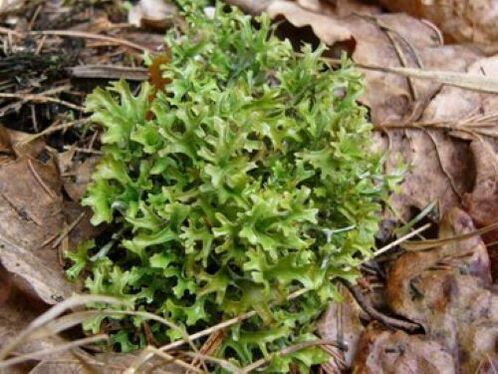 ცეტრარია ორგანიზმში არსებული პარაზიტებისგან