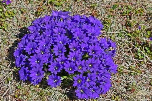 ცხელების ფესვი ორგანიზმში არსებული პარაზიტებისგან